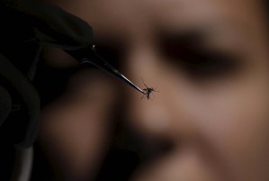 Detectan virus de Zika en muestras de saliva y orina