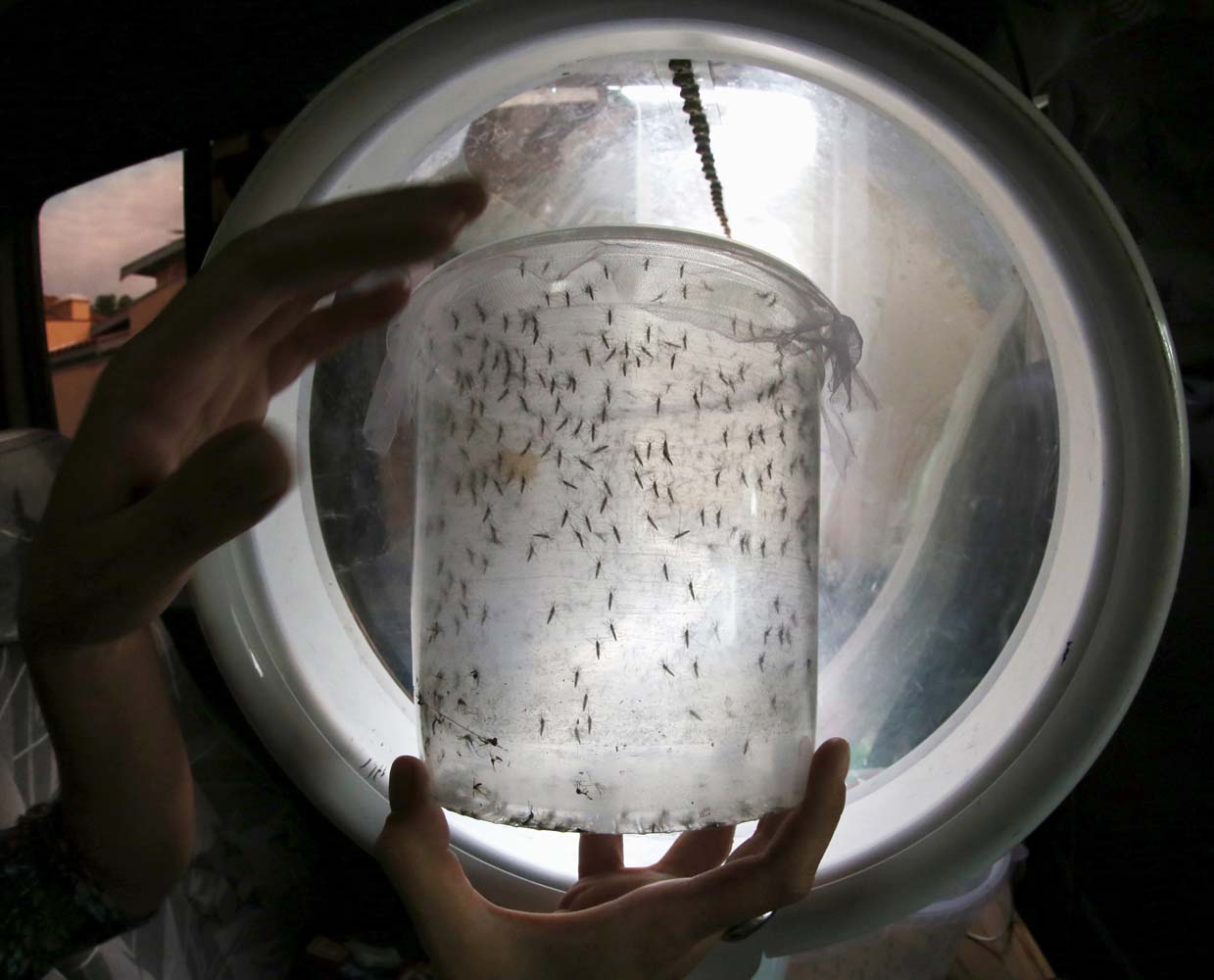 Nueva York reporta su primer caso de microcefalia vinculado al zika