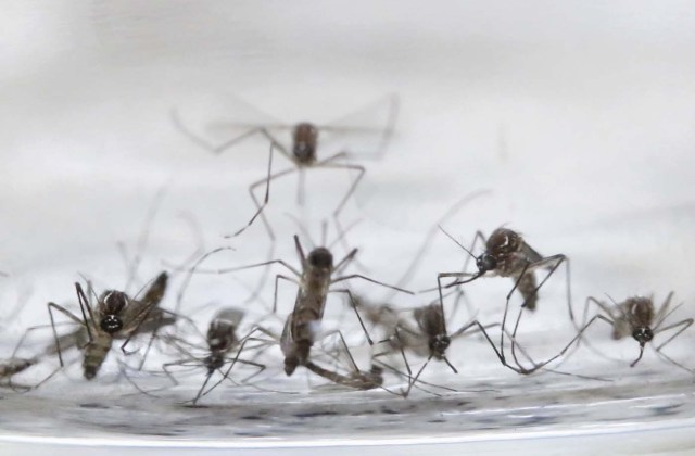 zika zancudo aedes