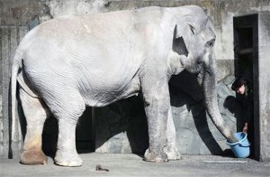 Buscan el mejor hogar para la elefanta más vieja de Japón (Fotos)