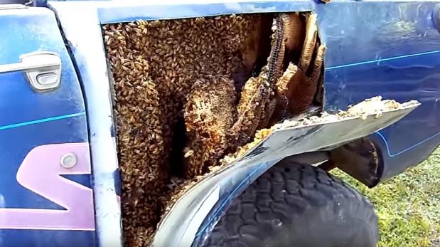 Fue a reparar el guardafangos de su camioneta y encontró una sorpresa nada agradable (Video)
