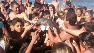 La historia tras la foto viral de un delfín: “Llegó muerto a la costa”