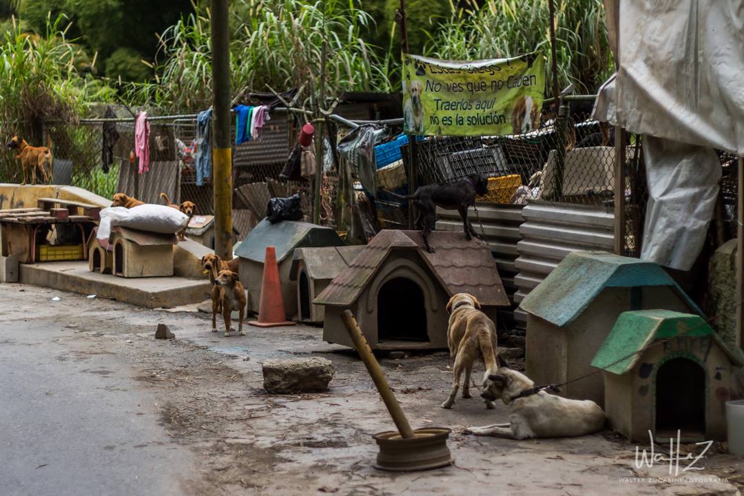 Acusan a falso veterinario de matar perros y gatos tras jornada de esterilización