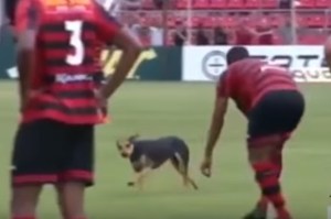 Este perrito se apoderó de la cancha en pleno partido de fútbol (VIDEO)