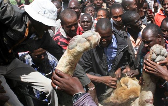Curiosos se reúnen alrededor de un león que mató un agente del Servicio de Vida Silvestre de Kenia que se había escapado del Parque Nacional de Nairobi en Kajiado, Kenia, el miércoles 20 de 2016. (Foto AP)