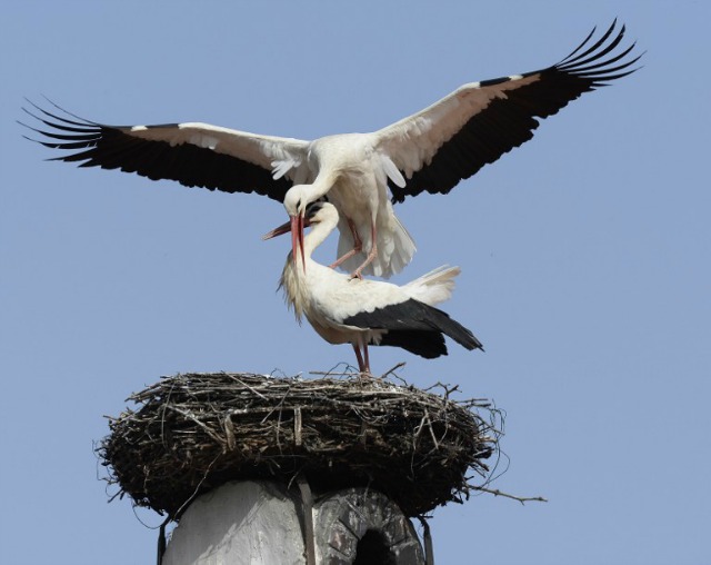 Las cigüeñas se ven en su nido el 5 de abril de 2016, en Rust, Austria. ROBERT JAEGER / APA / AFP