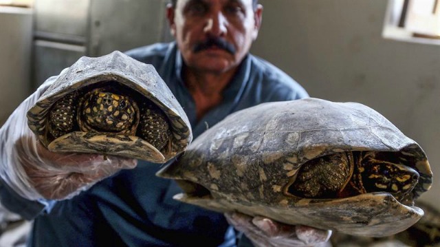 Un oficial muestra a los periodistas dos ejemplares de tortuga de Estanque Moteada después de ser confiscadas cuando iban a ser vendidas ilegalmente, en Karachi, Pakistán, hoy, 28 de abril de 2016. Decenas de especies raras de tortugas, algunas encontradas en el río Indo, y miles de dólares fueron confiscados durante la redada. EFE/Rehan Khan