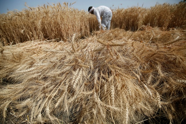 Agricultor cosecha trigo en la granja Qalyub en la gobernación de El-Kalubia, al noreste de El Cairo, Egipto 1 de mayo de 2016. REUTERS / Amr Abdallah Dalsh