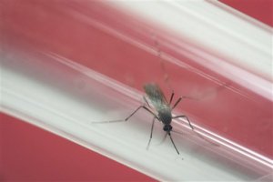 Estudio muestra evidencias del vínculo entre el Zika y síndrome Guillain-Barre