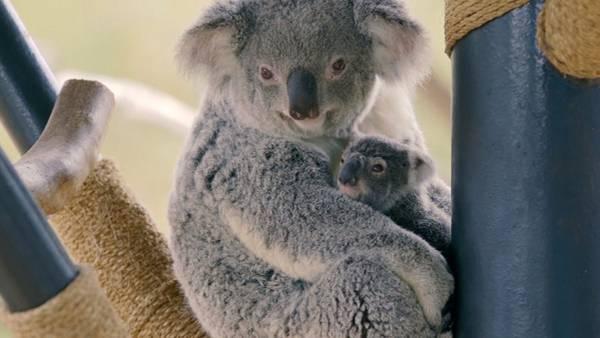 Conoce a la bebé Koala que nació en el zoo de San Diego (Video)