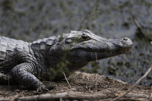En Paraguay cocodrilos al borde de la muerte por sequía