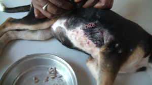 ¡De terror! El veterinario encontró más de 100 gusanos en este cachorro (Video)