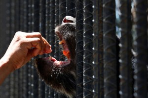 Obsérvalos antes de que mueran: Animales en zoológicos de Venezuela víctimas silentes de la “revolución” (FOTOS)
