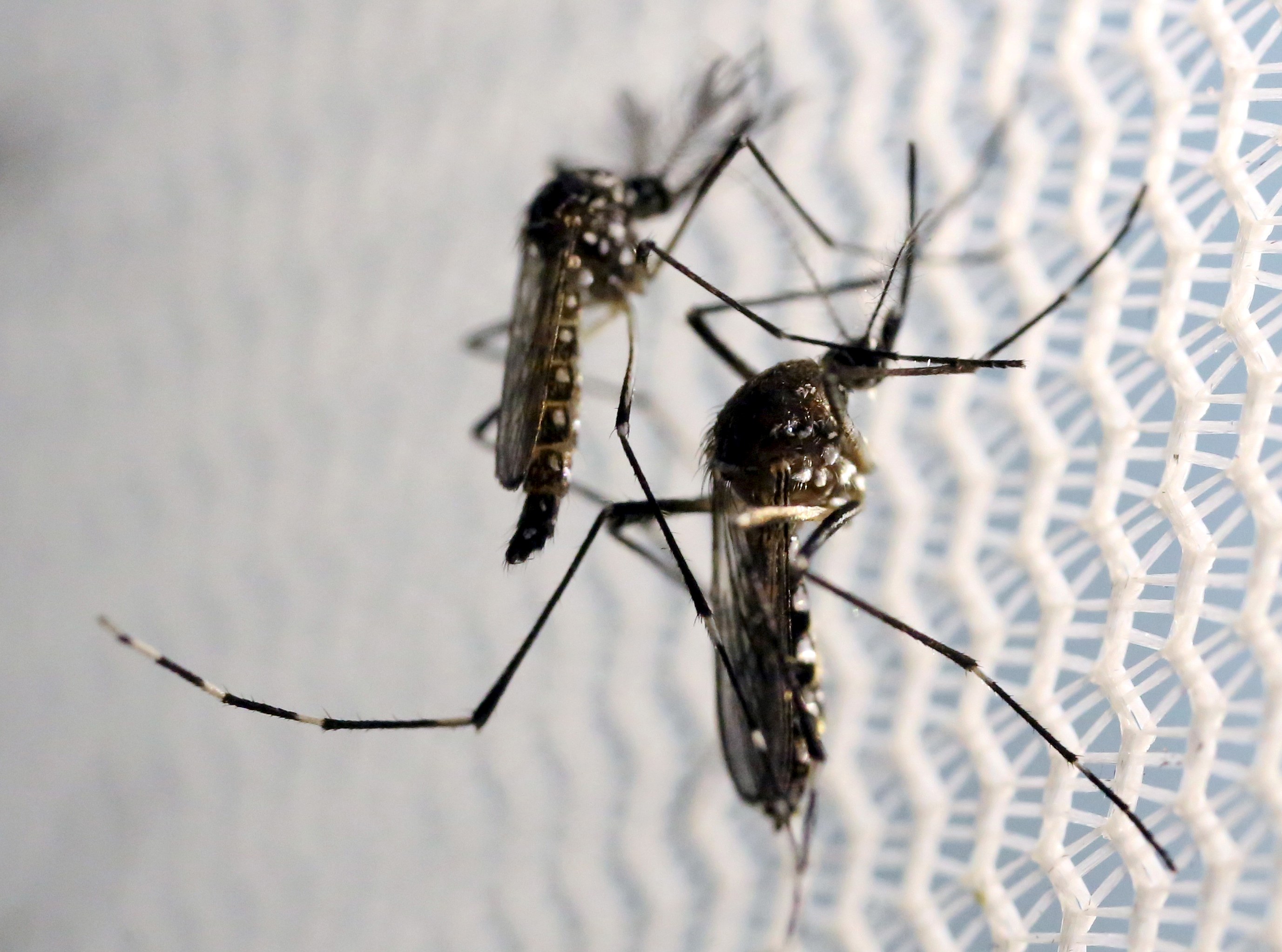 Autoridades uruguayas en alerta máxima por mosquito Aedes aegypti