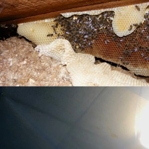 ¡Lluvias en agosto, miel y mosto! Hospital descubre miles de abejas tras gotear miel del techo (Video)