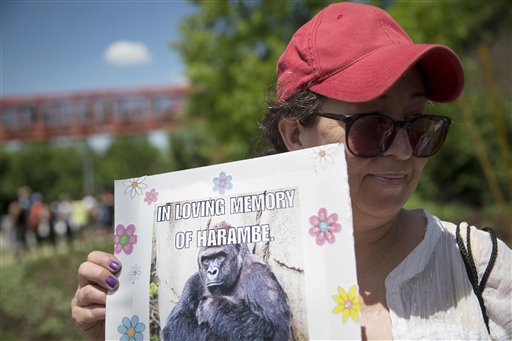 Harambe, el gorila abatido en un zoo de Ohio revive online