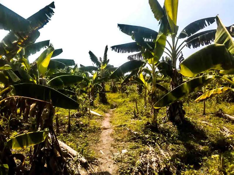 Gilmar Márquez: Producción de plátanos a punto de desaparecer en el Sur del Lago
