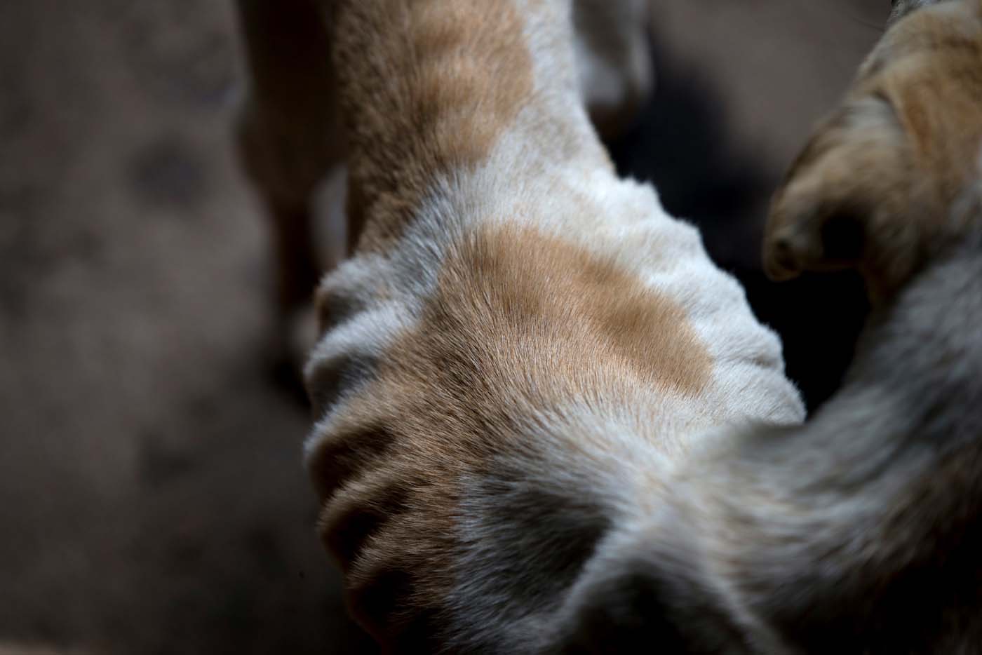 Con el corazón roto… Aseguran que Misión Nevado no acepta ayuda humanitaria para salvar a los perros