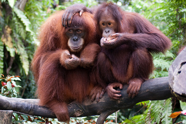 VIRAL: Cayeron unos lentes de sol en un zoológico y un orangután se los probó y modeló (VIDEO)
