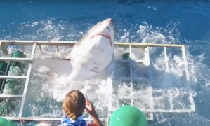 ¡Susto! Este tiburón blanco logró entrar en la jaula de un buceador (Video)