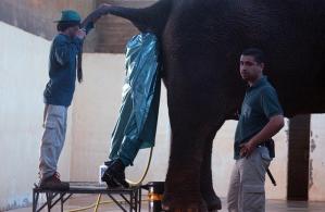 Así se realiza una ecografía a una elefanta embarazada (FOTOS)