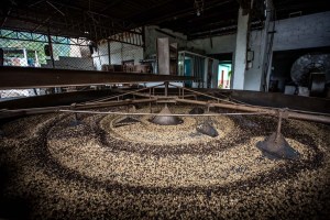 Producción de café en el oriente del país está amenazada por presencia de hongo