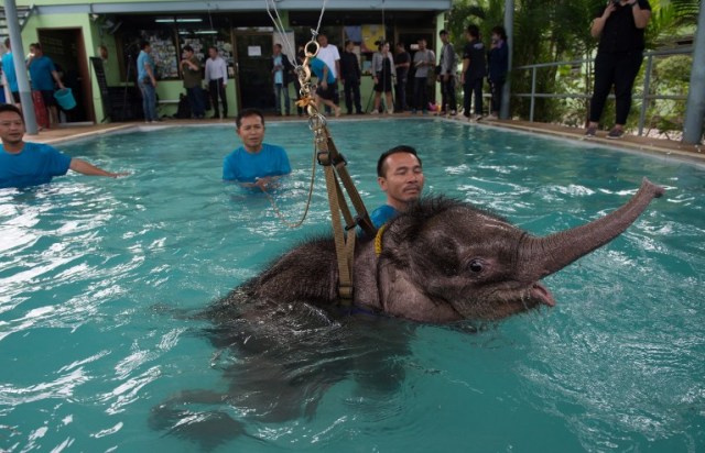 Six month-old baby elephant 'Clear Sky' is kept afloat by a harness during a hydrotherapy session at a local veterinary clinic in Chonburi Province on January 5, 2017. After losing part of her left foot in a snare in Thailand, baby elephant 'Clear Sky' is now learning to walk again -- in water. The six-month-old is the first elephant to receive hydrotherapy at an animal hospital in Chonburi province, a few hours from Bangkok. The goal is to strengthen the withered muscles in her front leg, which was wounded three months ago in an animal trap laid by villagers to protect their crops. / AFP PHOTO / ROBERTO SCHMIDT