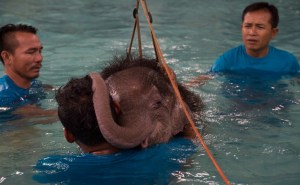 ¡Awww! Enseñan a esta pequeña elefanta mutilada a caminar dentro de una piscina (Fotos + video)