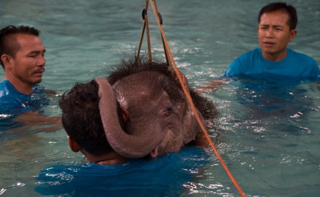 Six month-old baby elephant 'Clear Sky' rests her head on the shoulder of one of her guardians during a short break in a hydrotherapy session at a local clinic in Chonburi Province on January 5, 2017. After losing part of her left foot in a snare in Thailand, baby elephant 'Clear Sky' is now learning to walk again -- in water. The six-month-old is the first elephant to receive hydrotherapy at an animal hospital in Chonburi province, a few hours from Bangkok. The goal is to strengthen the withered muscles in her front leg, which was wounded three months ago in an animal trap laid by villagers to protect their crops. / AFP PHOTO / ROBERTO SCHMIDT