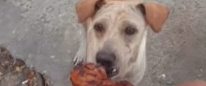 Siguió a un perro al que acaba de alimentar y se lleva una sorpresa (Video)