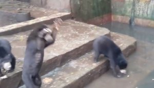 Osos suplican por comida en un zoológico de Indonesia (Fuerte Video)
