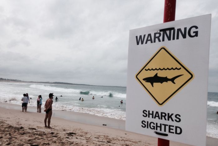 Submarinista sobrevive a ataque de tiburón de 4 metros en Australia