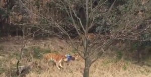 Un tigre mata a un turista en un zoológico de China (video)