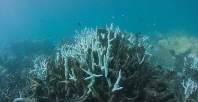 ARR05 VLASSOFF CAY (AUSTRALIA) 06/03/2017.- Detalle del blanqueo masivo que sufre la Gran Barrera de Arrecifes, el mayor sistema coralino del mundo situado en el noreste de Australia, em Vlassof Cay (Australia) el pasado 6 de marzo de 2017. EFE/Wwf/Biopixel Handout SÓLO USO EDITORIAL/PROHIBIDA SU VENTA/PROHIBIDO SU USO EN AUSTRALIA Y NUEVA ZELANDA