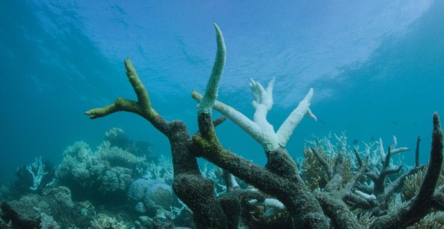 ARR06 VLASSOFF CAY (AUSTRALIA) 06/03/2017.- Detalle del blanqueo masivo que sufre la Gran Barrera de Arrecifes, el mayor sistema coralino del mundo situado en el noreste de Australia, em Vlassof Cay (Australia) el pasado 6 de marzo de 2017. EFE/Wwf/Biopixel Handout SÓLO USO EDITORIAL/PROHIBIDA SU VENTA/PROHIBIDO SU USO EN AUSTRALIA Y NUEVA ZELANDA