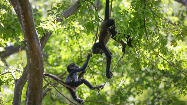 ¡Increíble! Graban a mono volando papagayo mientras humanos están en cuarentena (Video)