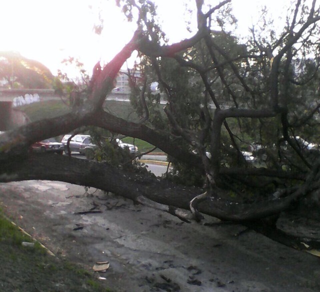 Árbol caído en la Libertador retrasa el tránsito en Altamira