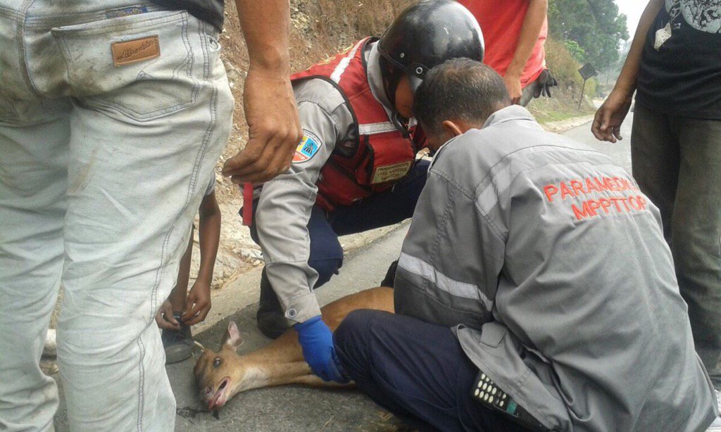 Los paramédicos atienden un venado arrollado en el Distribuidor La Araña