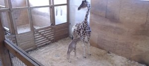 Un millón de personas “asistieron” el parto de la jirafa April por Internet