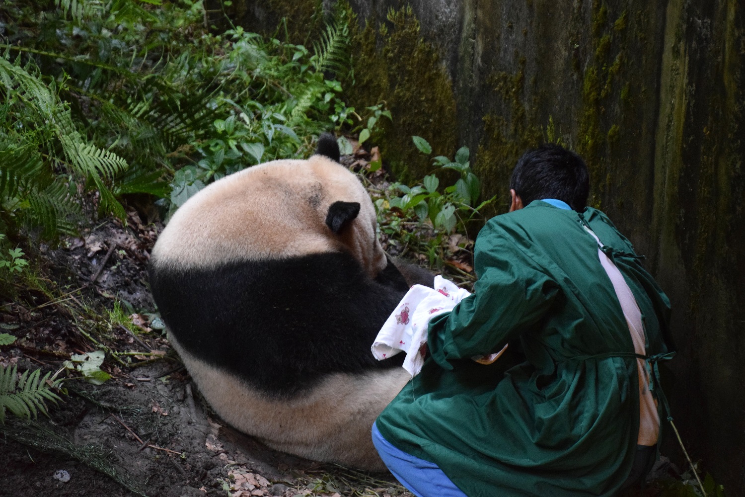 Nace en China primer panda del mundo de una madre en cautividad y un padre en libertad