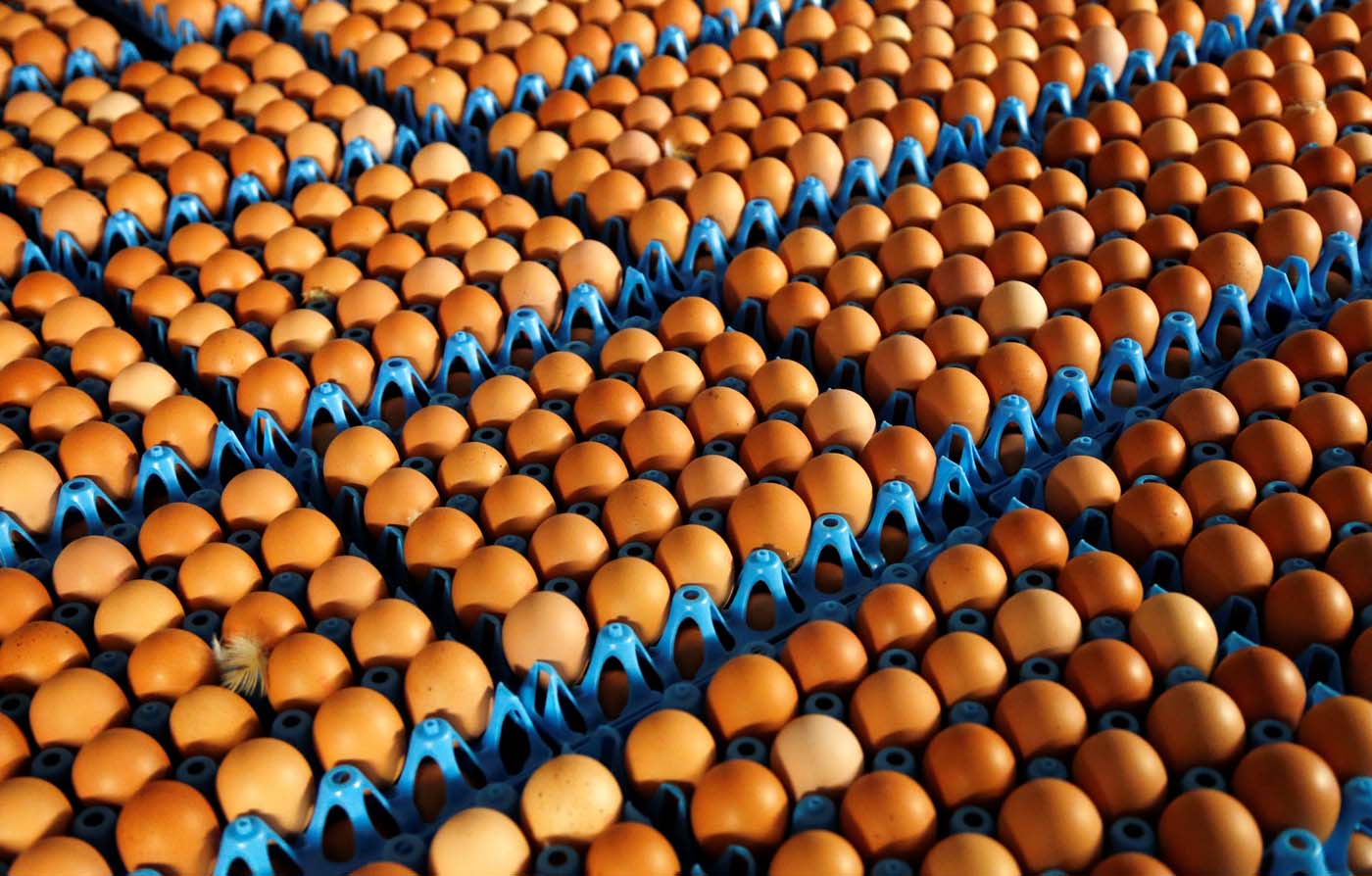 Comisión Europea convoca a países afectados por huevos contaminados