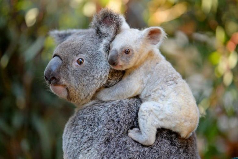 El Koala: Una especie “funcionalmente” en extinción