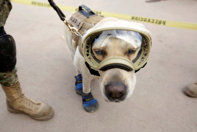 REFILE - CORRECTING BYLINE Rescue dog Frida looks on while working after an earthquake in Mexico City, Mexico September 22, 2017. REUTERS/Jose Luis Gonzalez