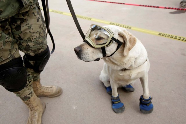 REFILE - CORRECTING BYLINE Rescue dog Frida looks on while working after an earthquake in Mexico City, Mexico September 22, 2017. REUTERS/Jose Luis Gonzalez