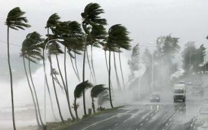 ¿Por qué las palmeras aguantan tan bien los huracanes?