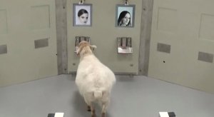 Las ovejas son capaces de reconocer rostros humanos en fotografías