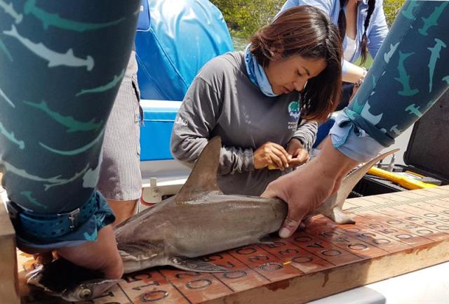 Fotografía cedida por el Parque Nacional Galápagos y fechada el 1 de diciembre de 2017, muestra a técnicos del parque nacional mientras identifican y miden un tiburón martillo, en el Parque Nacional Galápagos (Ecuador). Técnicos de la Dirección de Parque Nacional Galápagos (DPNG) identificaron por primera vez un sitio de crianza de tiburones martillo durante una misión de seguimiento en áreas de frecuentadas por tiburones juveniles. "El hallazgo servirá para que la autoridad ambiental desarrolle estrategias de conservación y extienda sus estudios a otros sitios similares, para la protección de esta especie que se encuentra en peligro de extinción", dice un comunicado del Ministerio ecuatoriano de Medio Ambiente. EFE/Cortesía Parque Nacional Galápagos/SOLO USO EDITORIAL/NO VENTAS
