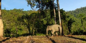 Una elefanta embarazada muere envenenada en una plantación en Indonesia
