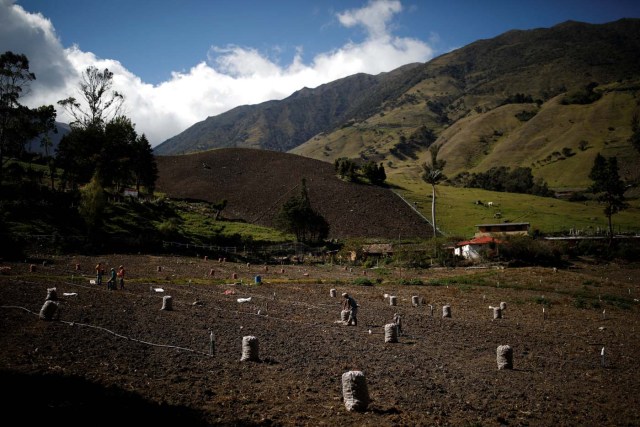 Workers harvest potatoes at a farm affected by pests due to the shortage of pesticides in La Grita, Venezuela January 27, 2018. REUTERS/Carlos Garcia Rawlins SEARCH "LAWLESS ROADS" FOR THIS STORY. SEARCH "WIDER IMAGE" FOR ALL STORIES.?