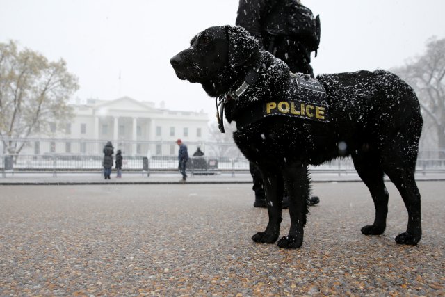 U.S. Secret Service dog Lappie stands watch on the plaza in front of the White House as a light snow falls in Washington, U.S. March 21, 2018. REUTERS/Jonathan Ernst